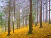 Les/The forest